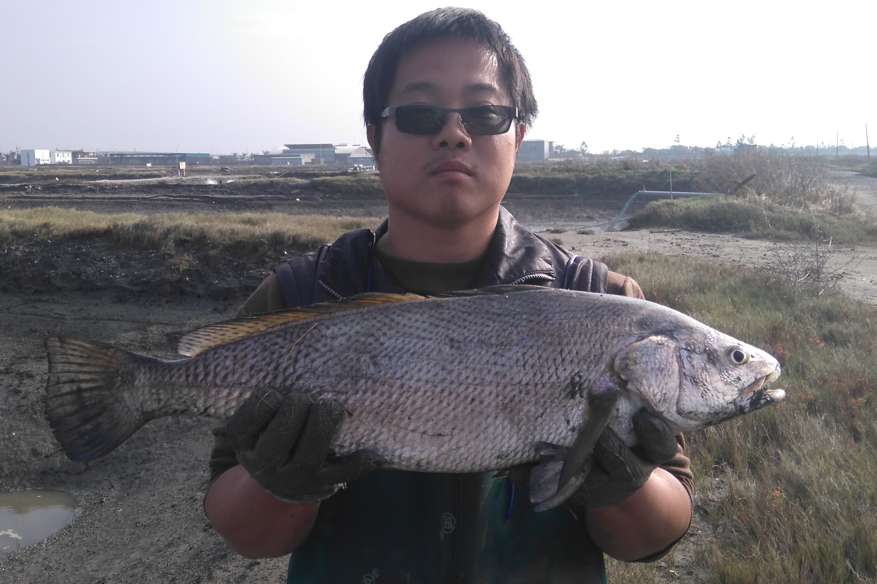 養殖9個月大的鮸魚。(圖：水試所提供)