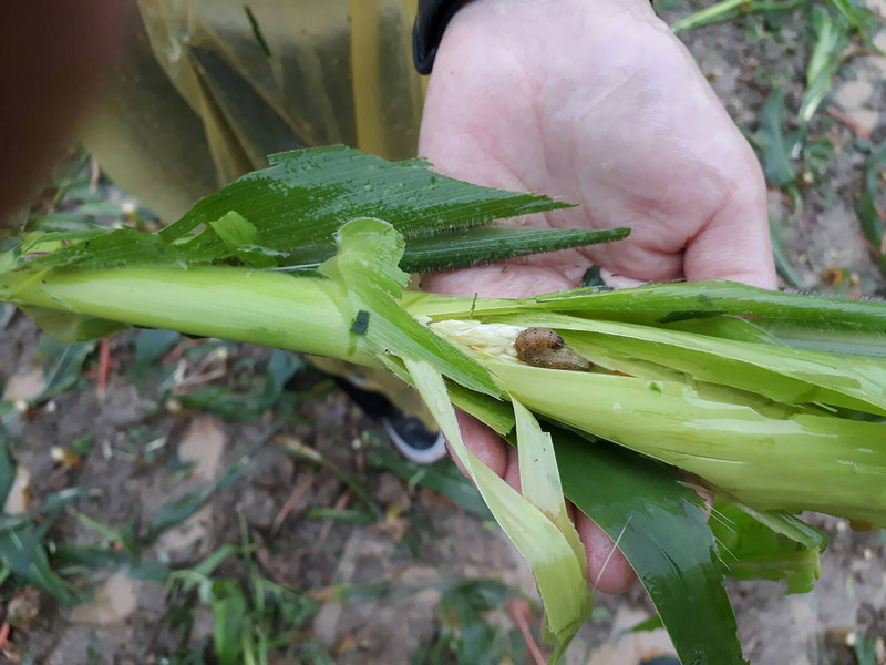 農業害蟲「秋行軍蟲」（苗栗縣農業處提供）