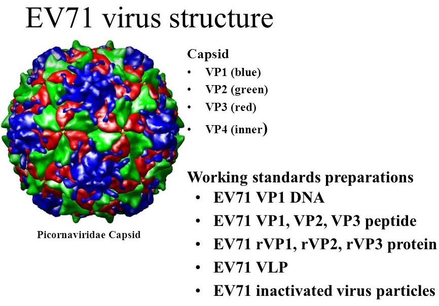 國內首個本土自主研發生產的腸病毒71型疫苗(EnVAX-A71)獲衛福部食品藥物管理署(TFDA)審查通過取得藥證，預計今年第1季上市。圖為腸病毒71型病毒。(圖：@ucsf.edu)