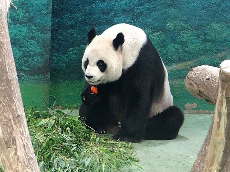 台北市動物園的大貓熊家族再添新成員，「圓圓」(圖)28日下午產下一隻幼仔。（資料照片/台北市動物園提供）