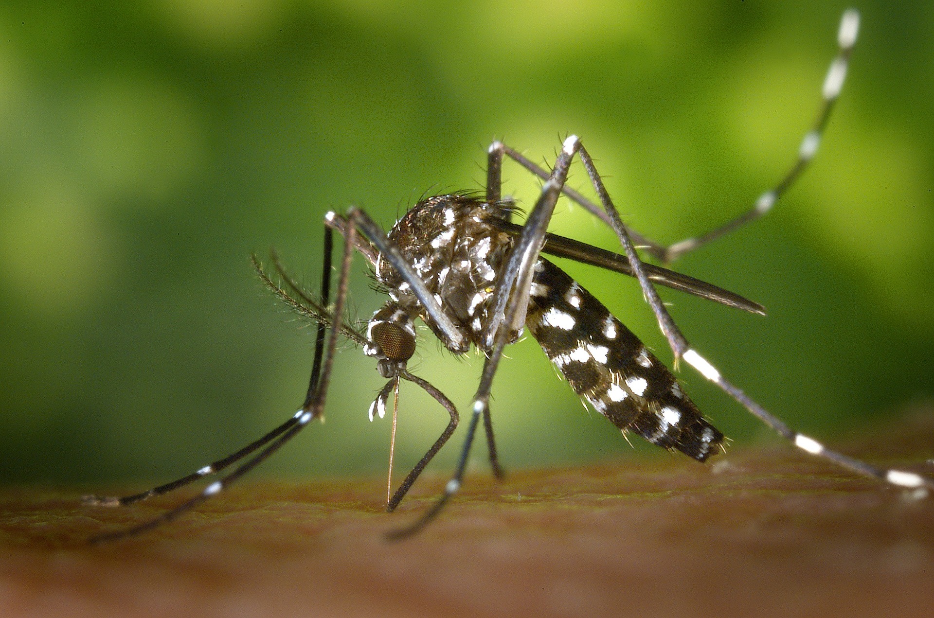 衛生福利部疾病管制署4日表示，今年台灣已有24例屈公病(Chikungunya)境外移入個案，半數來自緬甸，已提升緬甸旅遊疫情建議注意，這是疾管署首度將屈公病納旅遊疫情示警。(pixabay圖庫)