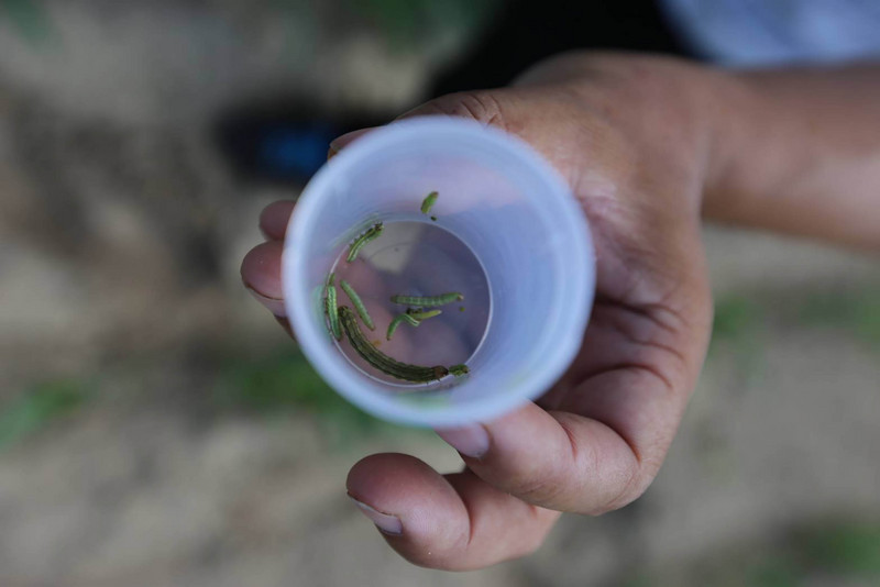 秋行軍蟲的寄主範圍超過350種，農委會已啟動高風險作物監測及田間巡查措施，目前台灣有玉米、高粱、百慕達草、薏苡、小米及狼尾草等作物受害。（應變小組提供）