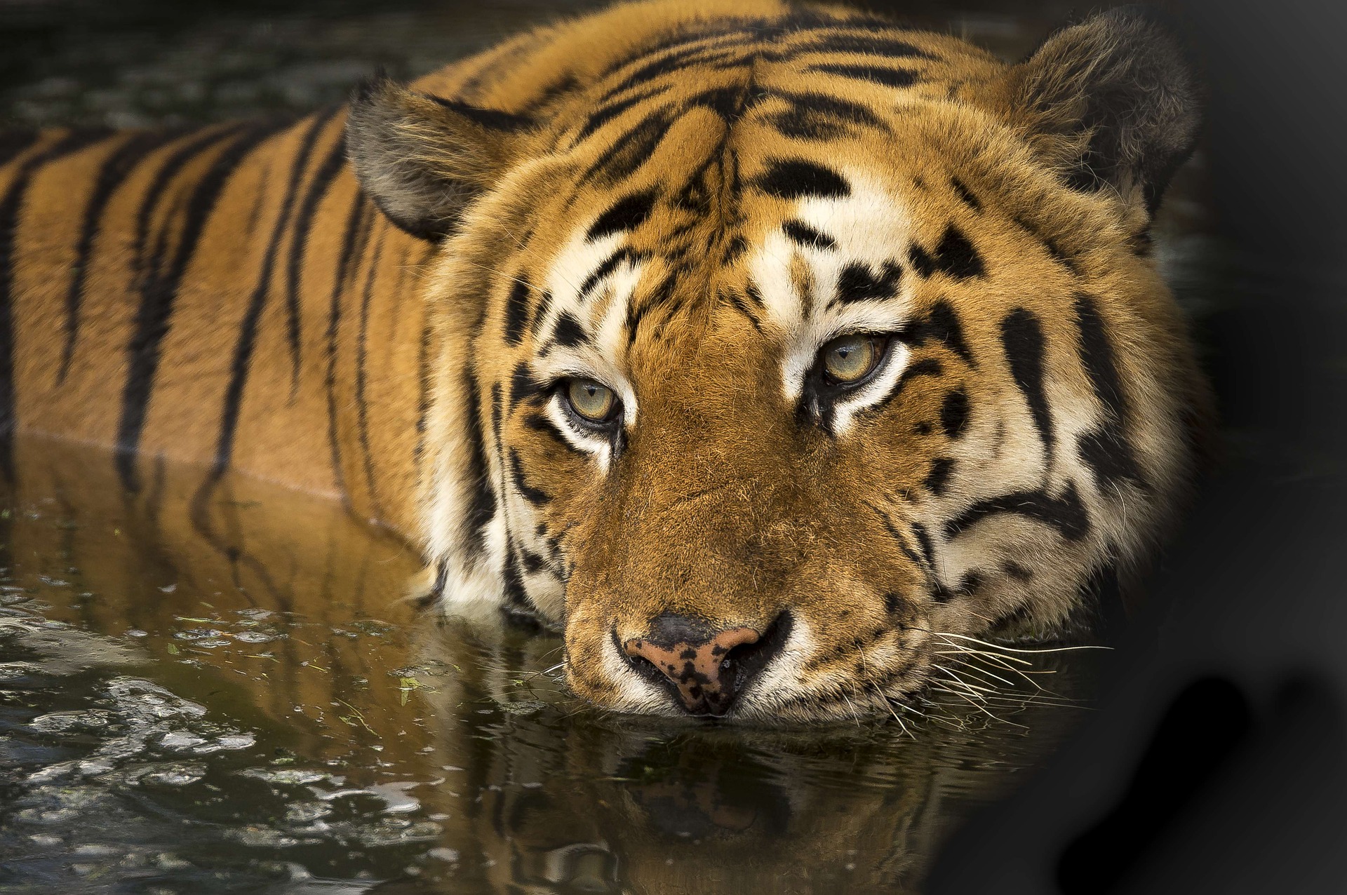 WWF：全球野生老虎數量有起色 仍面臨盜獵威脅。（示意圖 / 翻攝自Pixabay.com）