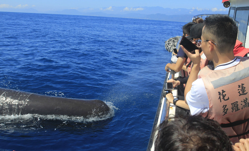 悠遊國旅加碼補助花東旅遊團 每團多1萬元。（賞鯨業者提供）