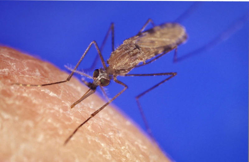 研究顯示抗藥性瘧疾在非洲更常見，專家憂心忡忡。示意圖。（圖:中央社）