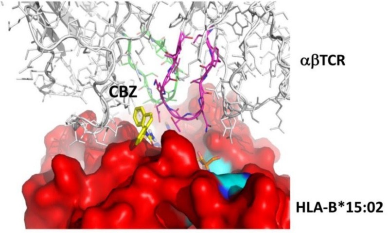 Carbamazepine（卡馬西平，簡稱CBZ）藥物和HLA基因型T細胞受體（TCR）結合示意圖。（長庚醫院提供）