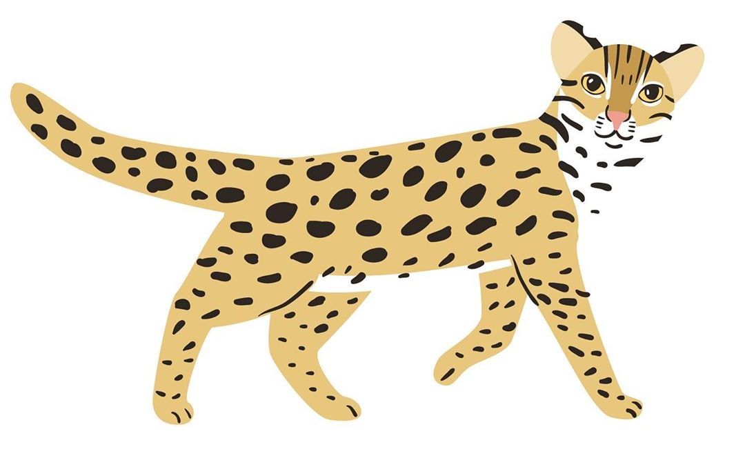 俄羅斯插畫家莫洛措娃(Katya Molodtsova)繪石虎圖。(IG)