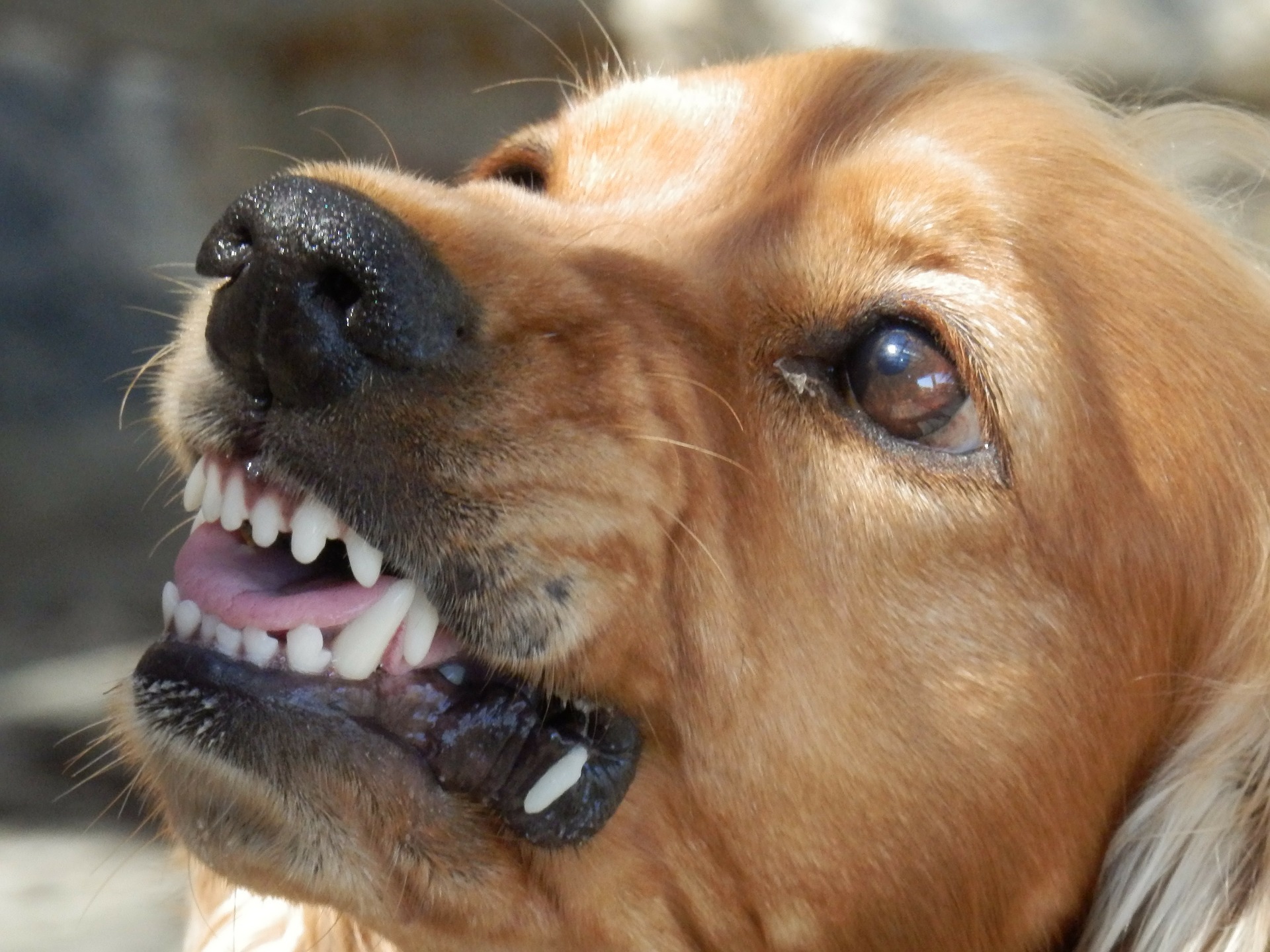 日本時隔14年再度發生狂犬病患者在境內發病，相關單位研判這名來自菲律賓的外國人，應該是去年9月在菲律賓被犬隻咬傷感染。(示意圖/pixabay圖庫)