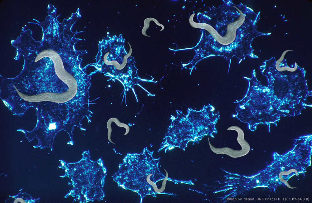 日本研究發現線蟲對癌症患者尿液氣味有偏好，藉此發展以線蟲做為檢測癌症方法，並即將於2020年開始上市，檢查一次收費預估3千元台幣。圖:央廣合成