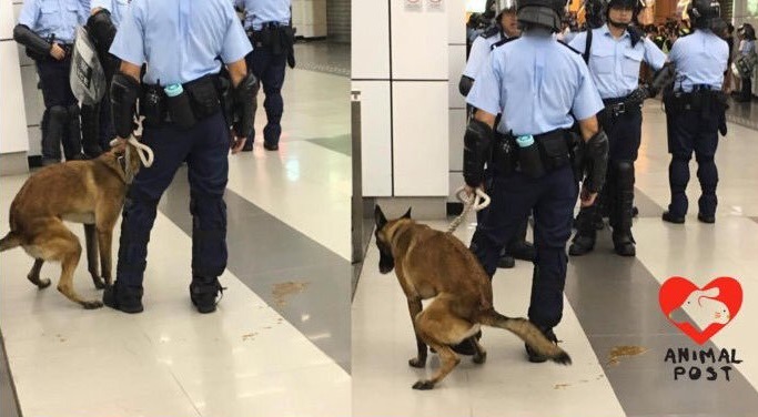 香港警員遭投訴在處理大型示威活動時，帶著沒有裝備的警犬執勤，有虐待動物的嫌疑。(圖取自推特)