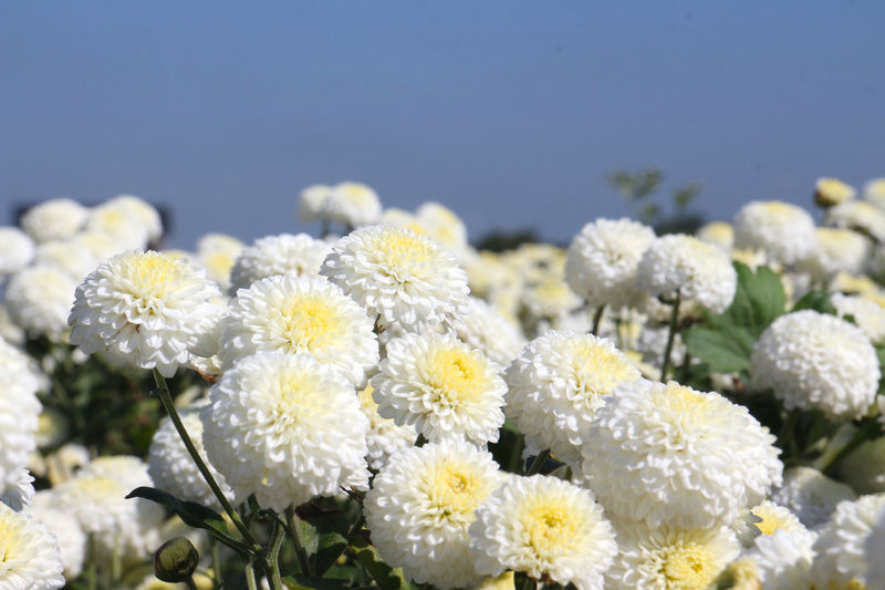 苗栗縣銅鑼鄉是國內杭菊主要產地，每年11月開花期，淡雅清香花朵盛開，在藍天襯托下，美不勝收，採收烘乾後還可沖泡飲用，或是入菜料理，增添佳餚風味。