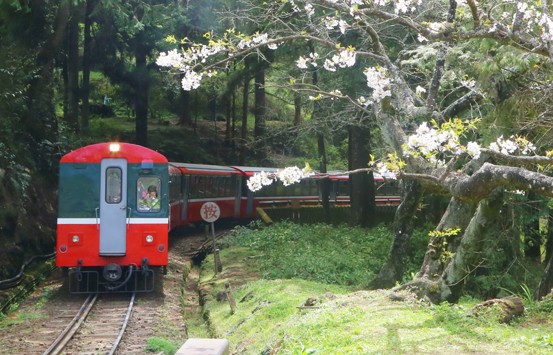 預計2年後可以見到低污染的機關車頭，行駛在阿里山森林鐵路。(圖：中央社)