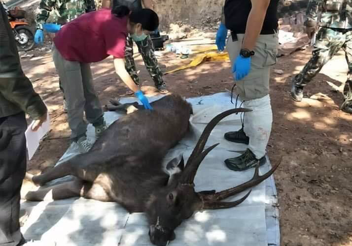 泰國當局近日發現一頭10歲野鹿慘死在國家公園。(圖取自推特)
