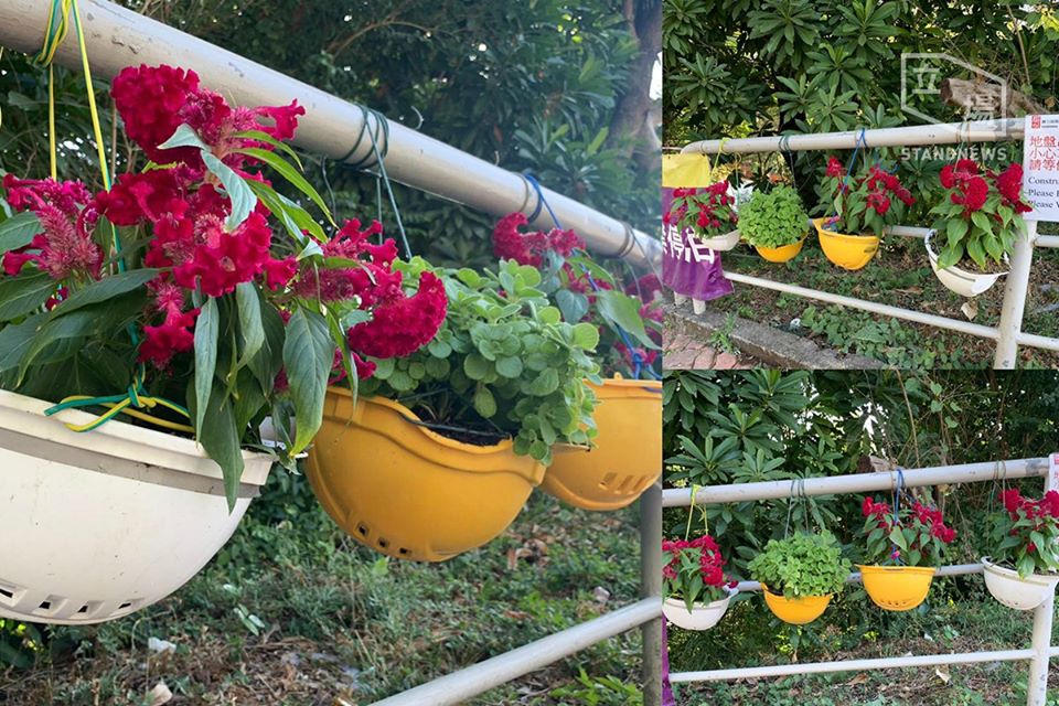中大校園，頭盔當作花盆種花。(立場新聞提供)