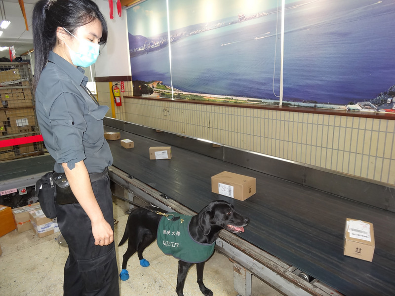鑑於國際郵包、電商銷售平台可能成為非洲豬瘟防疫漏洞，非洲豬瘟中央災害應變中心指揮官陳吉仲9日特別前往中華郵政公司視察國際郵包檢查流程，現場可見檢疫犬工作，並有儀器啟動檢疫。(圖:中央社)