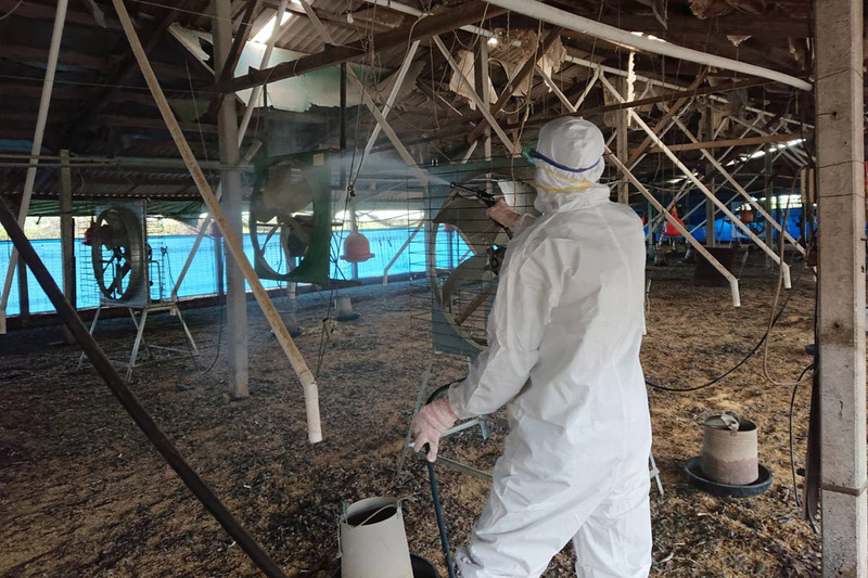 台南市學甲區一處土雞場確診感染H5N1亞型高病原性禽流感，地方政府已前往撲殺黑羽土雞1萬8817隻。(示意圖/台南市動保處提供)