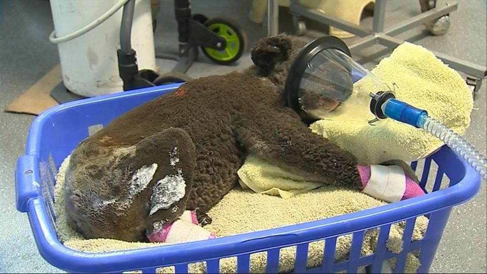 澳洲之前經歷毀滅性的森林大火，估計有數以億計動物因此喪命。(臉書)