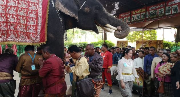 泰國大象沉默遊行 為澳洲野火受災動物祈福(圖取自阿育他耶皇家象園官網)
