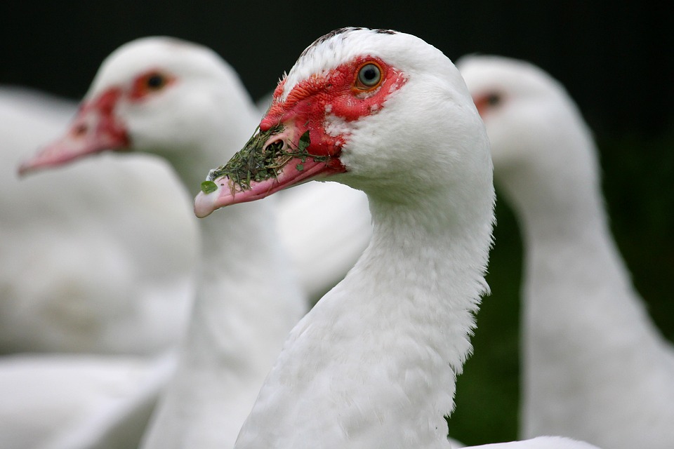 匈牙利再傳H5N8禽流感疫情。(圖：Pixabay)