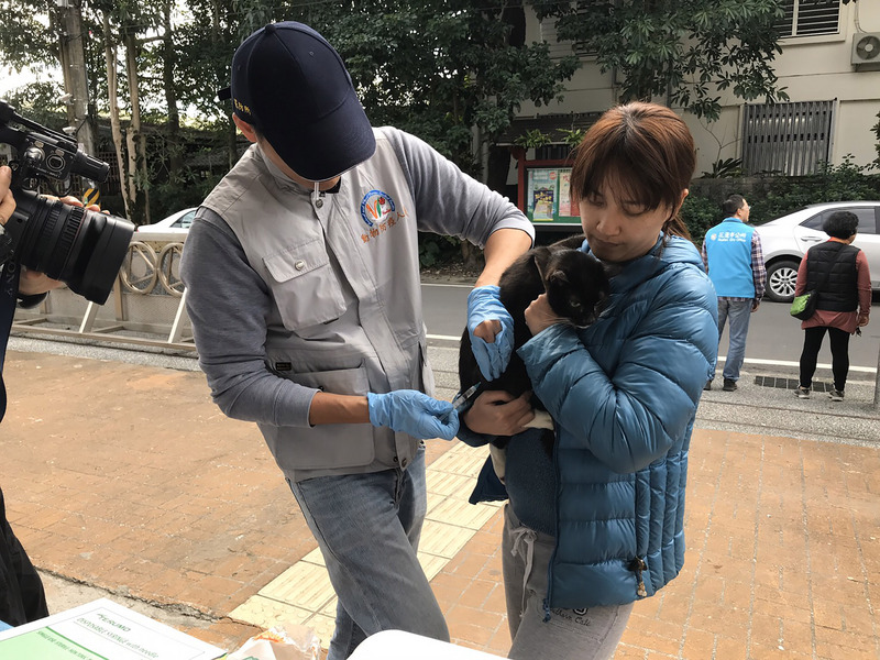 花蓮市民宅日前發現的白鼻心確診感染狂犬病，花蓮縣政府22日到白鼻心現蹤社區免費施打疫苗。(圖：中央社)