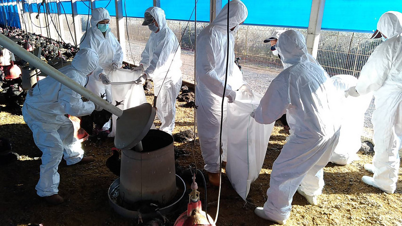 屏東縣鹽埔鄉一處土雞場25日確診感染H5N5亞型高病原禽流感病毒。圖為今年稍早鹽埔一處雞場，也因確診撲殺黑羽土雞。（資料照 / 屏東縣政府提供）