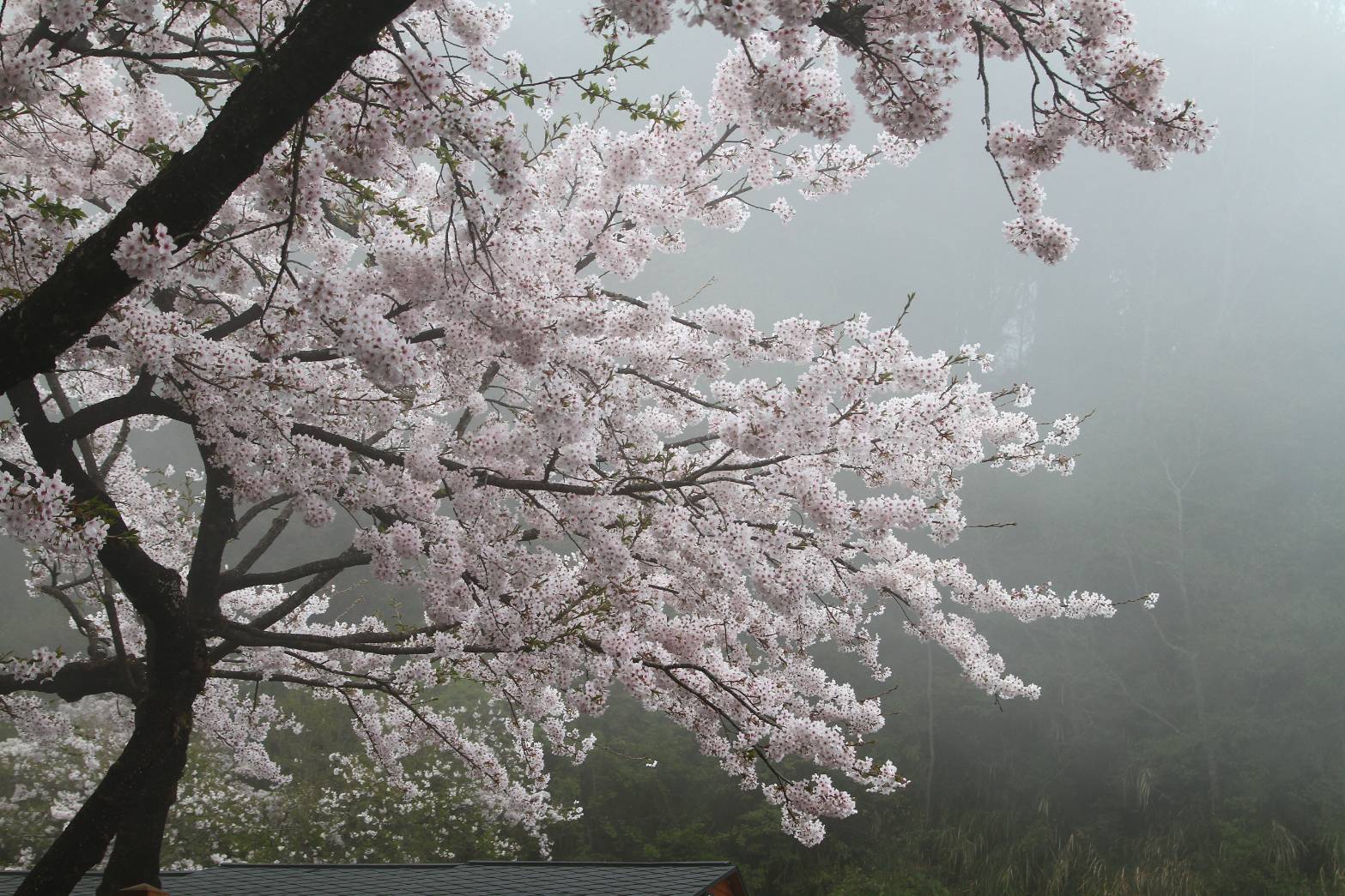 阿里山櫻花季即將於3月10日起綻放。(公路總局提供)