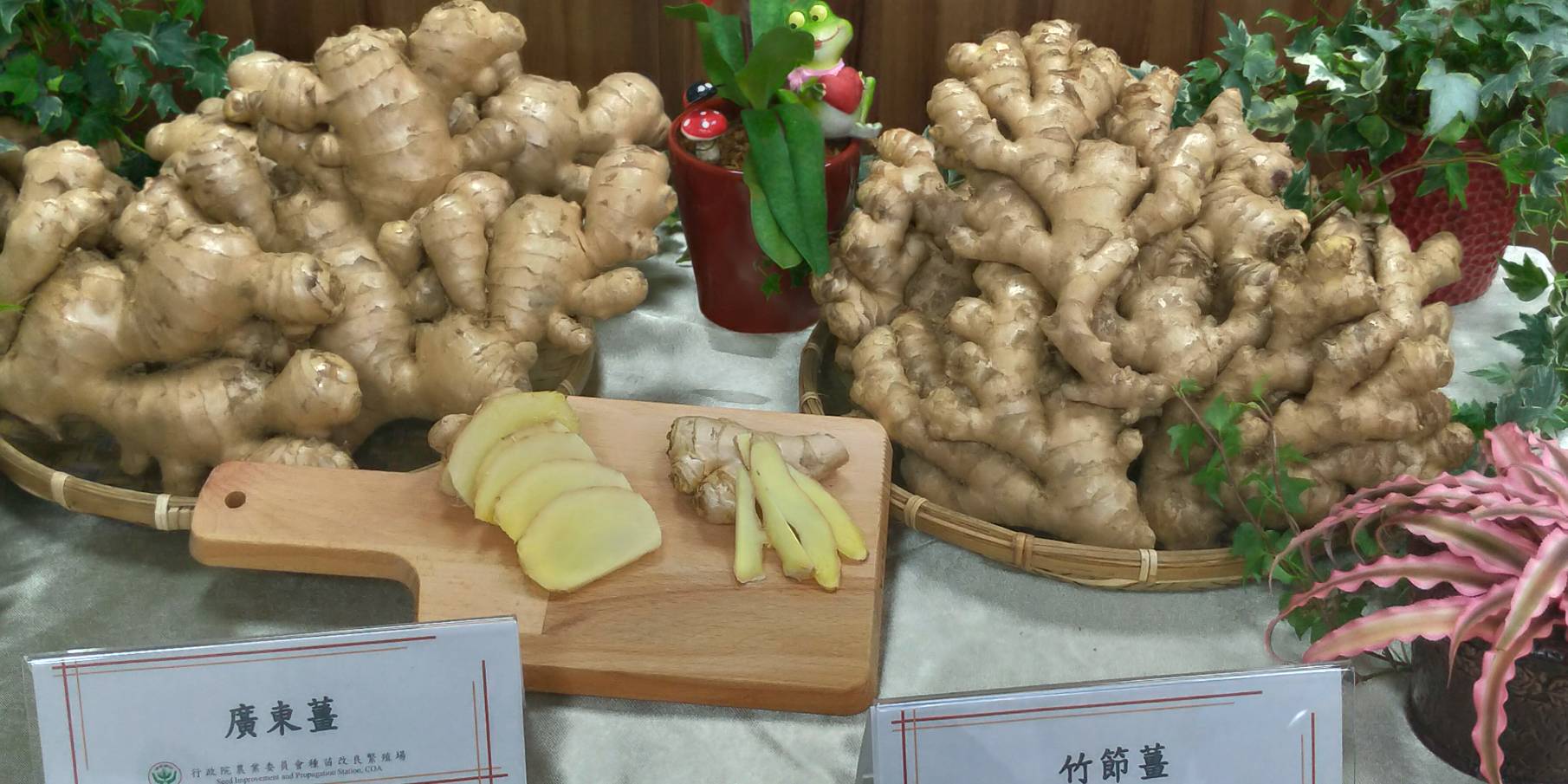 台灣種薑健康生產體系建構完成，讓薑農揮別產量減少5成夢魘。(圖／陳林幸虹 攝)