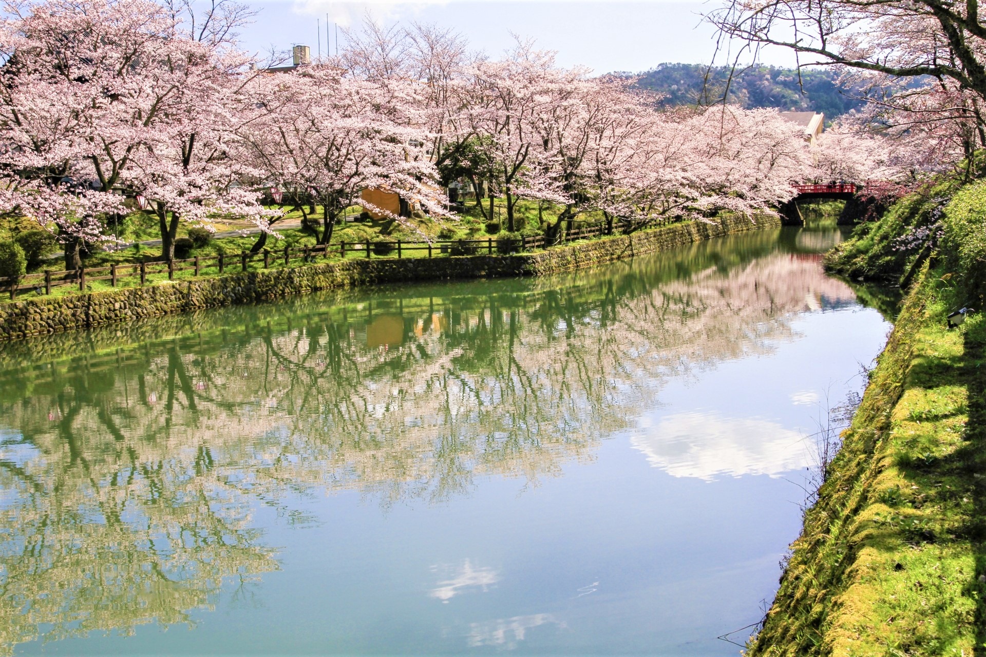日本櫻花季期間櫻花盛開美景如畫，不過2020年因武漢肺炎疫情衝擊，許多櫻花季活動因此取消。圖:取自日本觀光局粉絲團