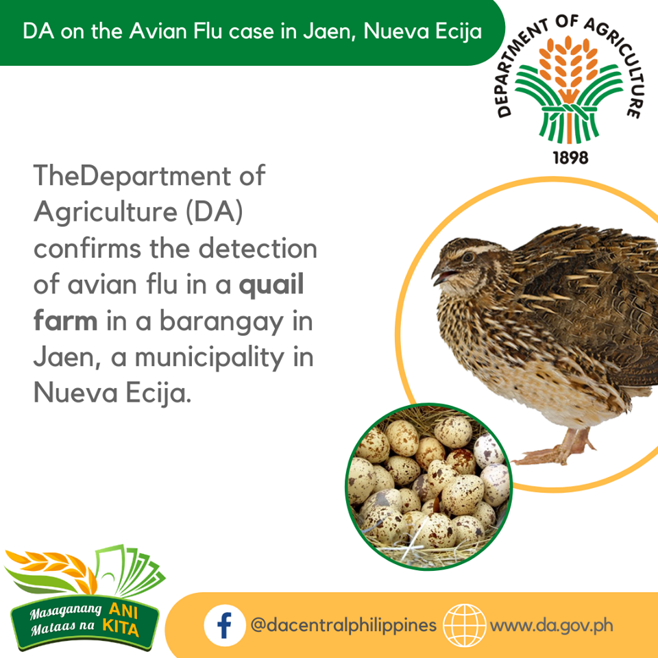菲律賓鵪鶉農場驗出H5N6禽流感病毒。(臉書)