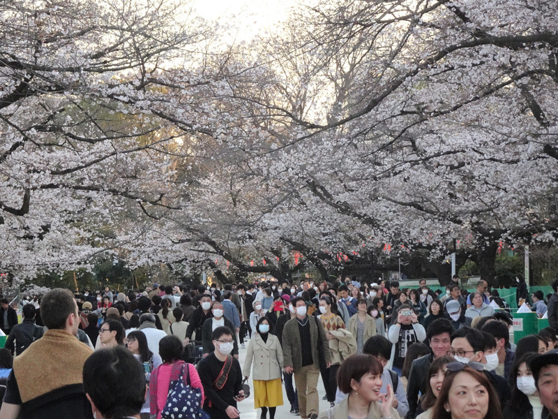 疫情延燒，東京都宣布封閉3大公園賞櫻步道。圖為21日上野恩賜公園的景象。 (圖:中央社檔案照片)