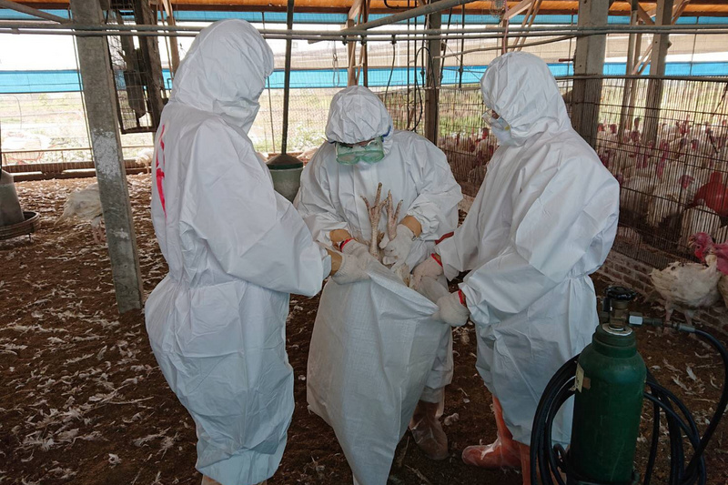 國內目前禽流感疫情仍以H5N2及H5N5亞型為主。圖為台南市動保處進行火雞撲殺銷毀作業。（資料照 / 台南市動保處提供）