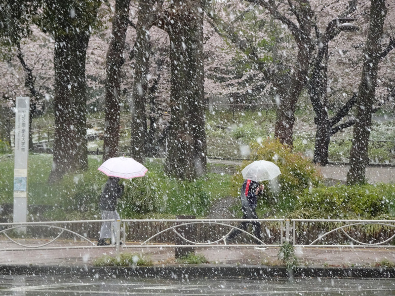 受到低氣壓及寒氣影響，東京市中心觀測到積雪，為避免武漢肺炎疫情擴大，東京都政府呼籲市民本週末盡量少出門，但29日仍有不少人出門賞雪兼賞櫻。(資料照片/CNA)