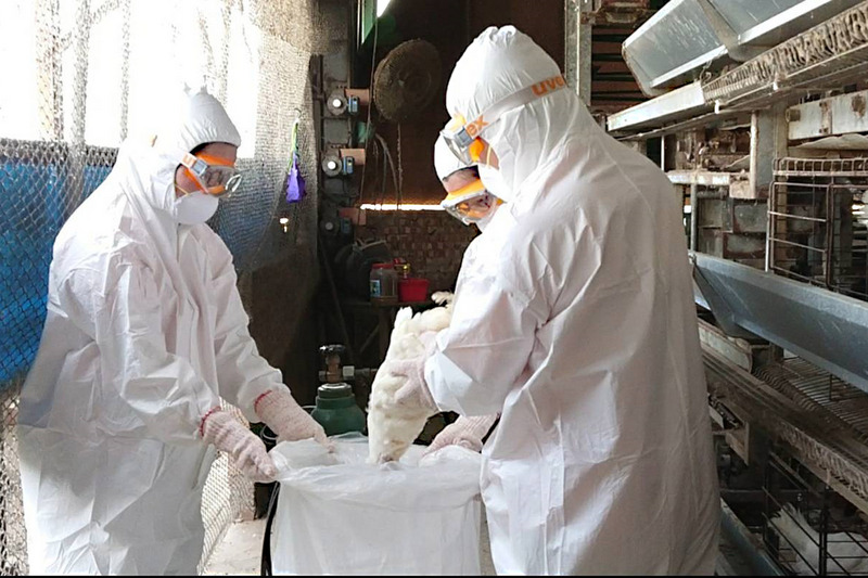 台南市鹽水區一處蛋雞養殖場16日確診感染H5N5高病原性禽流感，台南市動保處依標準程序，派員執行場內8624隻蛋雞撲殺作業。（台南市動保處提供）