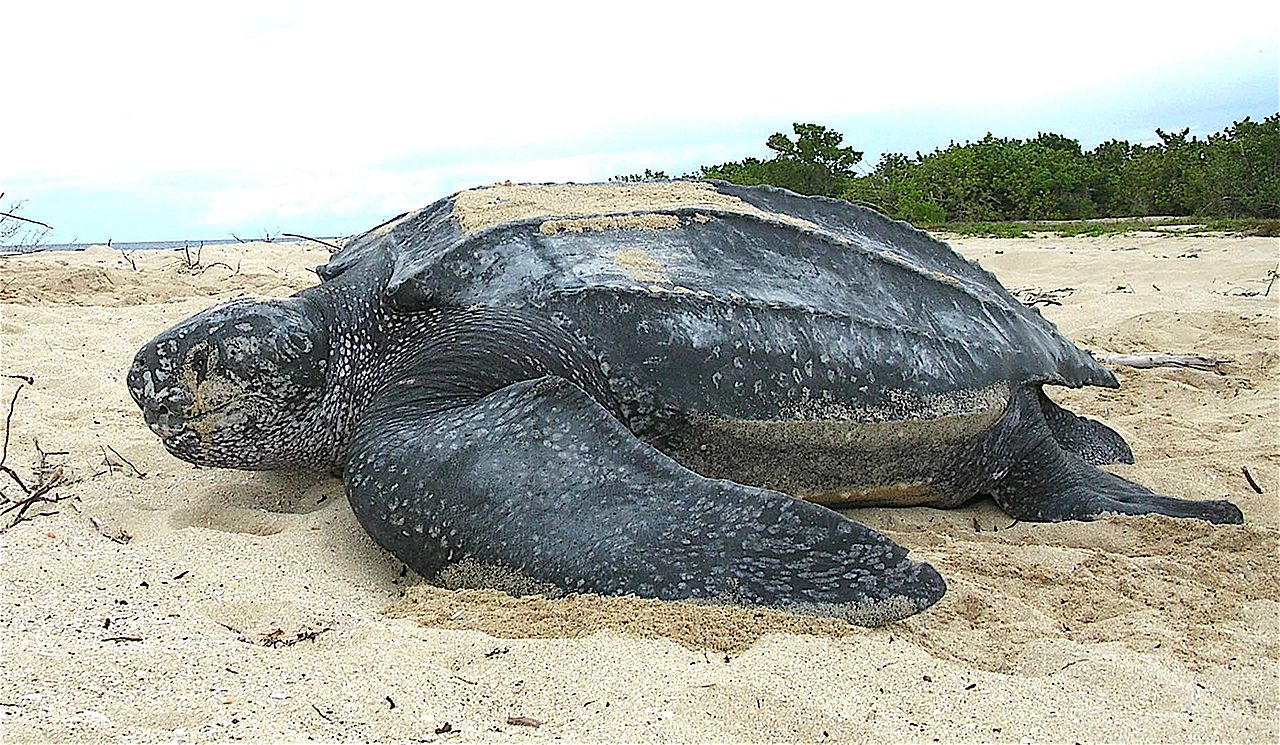 棱皮海龜(Leatherback) (圖：取自維基百科)