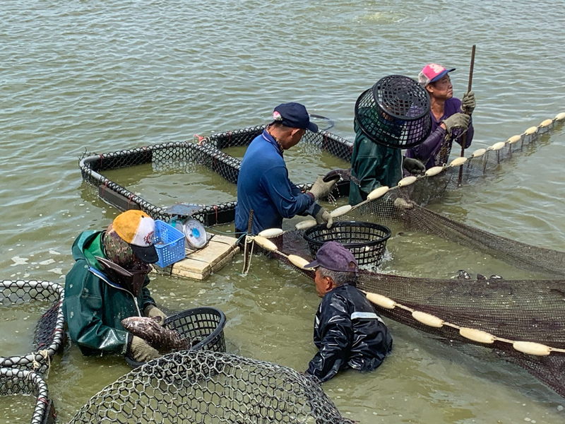 漁業署16日表示，相關11場養殖場的魚體抽驗結果都合格。(圖：中央社)