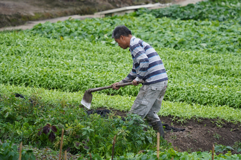 農業部19日表示，農保資格與設置光電無關，而是至少要實際耕作1分地以上。(圖：中央社)