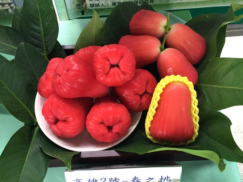 農委會澄清，「六龜蓮霧銷往大陸訂單喊停」是錯誤訊息。圖為蓮霧「高雄2號-春之桃」。（資料照/高雄區農業改良場提供）