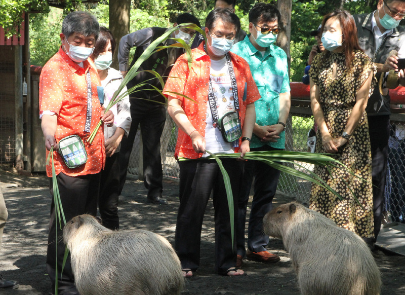 衛福部長陳時中（前左）31日上午到台南學甲頑皮世界野生動物園參訪，與台南市長黃偉哲（前左2）一起體驗餵食水豚。