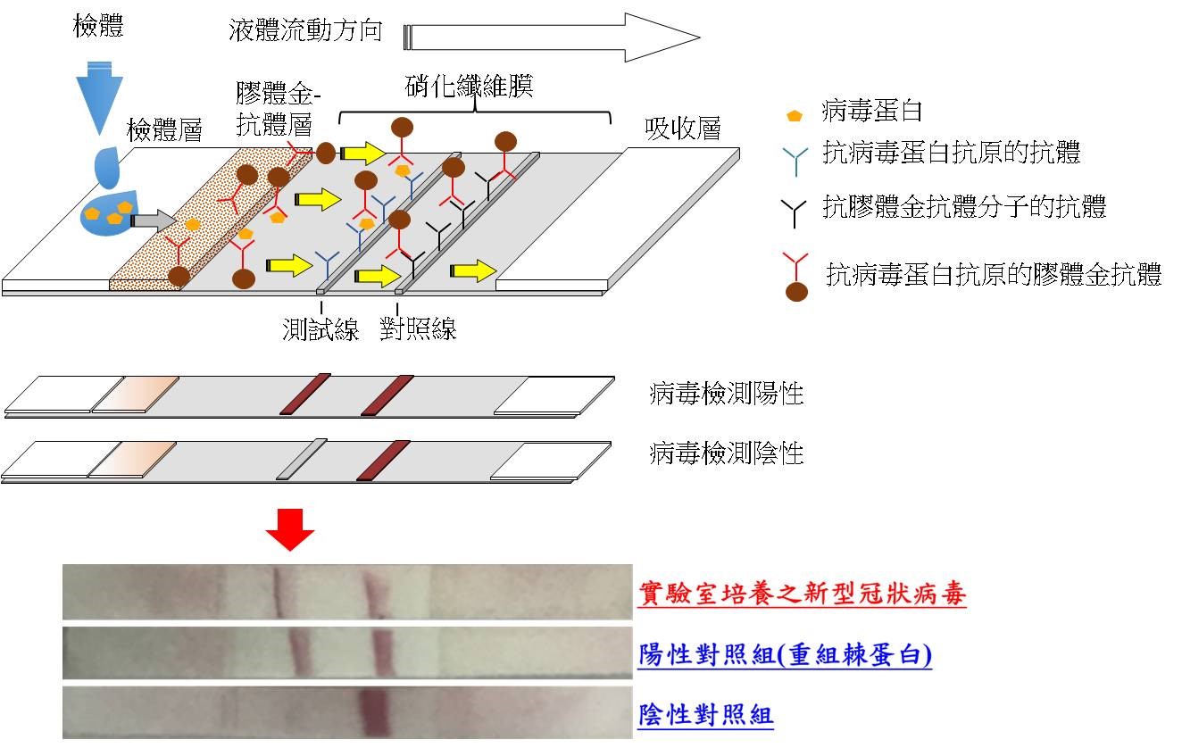 新型冠狀病毒快篩試劑雛型。（圖：國防醫學院預醫所提供）