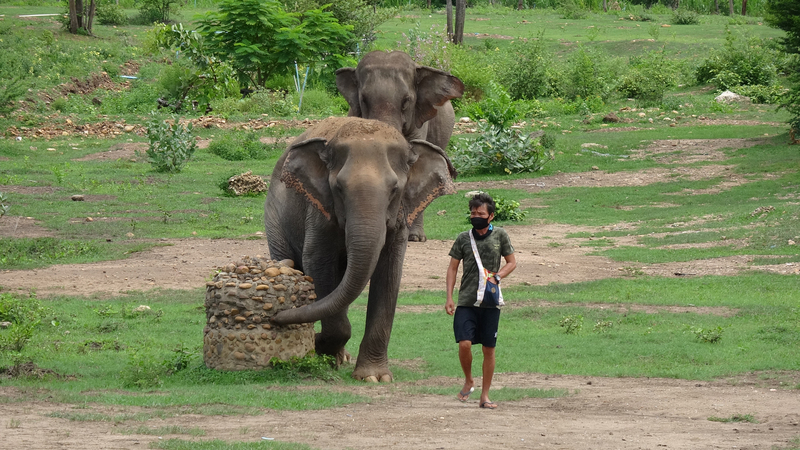 泰國大象世界（Elephant World）收容了許多年老或受傷而無法再工作的工作象，儘管因為疫情沒有遊客，工作人員每天仍要固定帶著大象出來散步。(圖：中央社)
