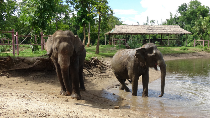 泰國大象世界（Elephant World）收容了許多年老或受傷而無法再工作的工作象，與其他大象觀光園區不同，大象世界不騎大象，而是讓遊客陪大象玩或洗澡。(圖:中央社)