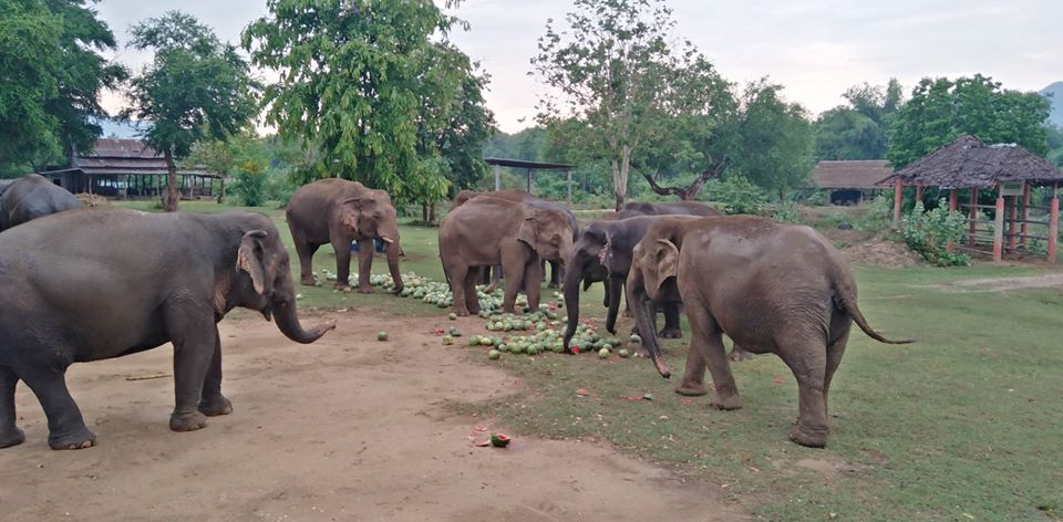 位在泰緬邊境北碧府(Kanchanaburi)的大象世界(Elephant World)。 (圖:官方臉書)