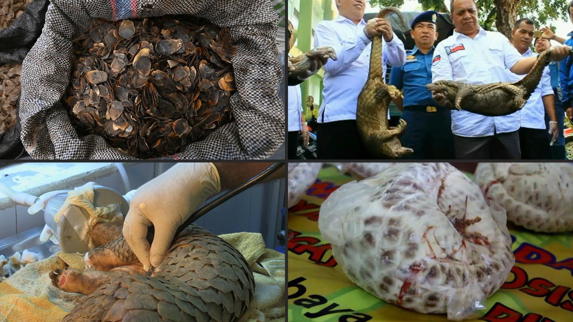 越南的野生動物交易向來活絡，且很多是瀕臨絕種的物種。(AFP)