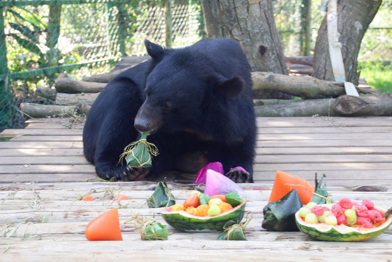 行政院農業委員會特有生物研究保育中心的低海拔試驗場將逐步發展為黑熊保育教育宣導據點。圖為新竹縣六福村主題遊樂園提供水果冰粽給台灣黑熊食用。（中央社）
