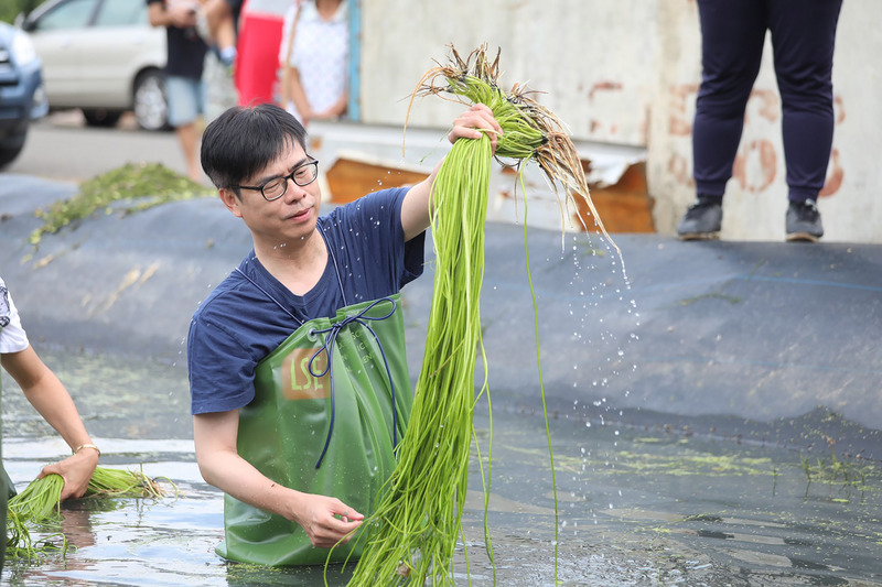 民進黨高雄市長補選參選人陳其邁26日積極跑行程，到美濃區特別換上青蛙裝，下水體驗採野蓮。（陳其邁競選辦公室提供）