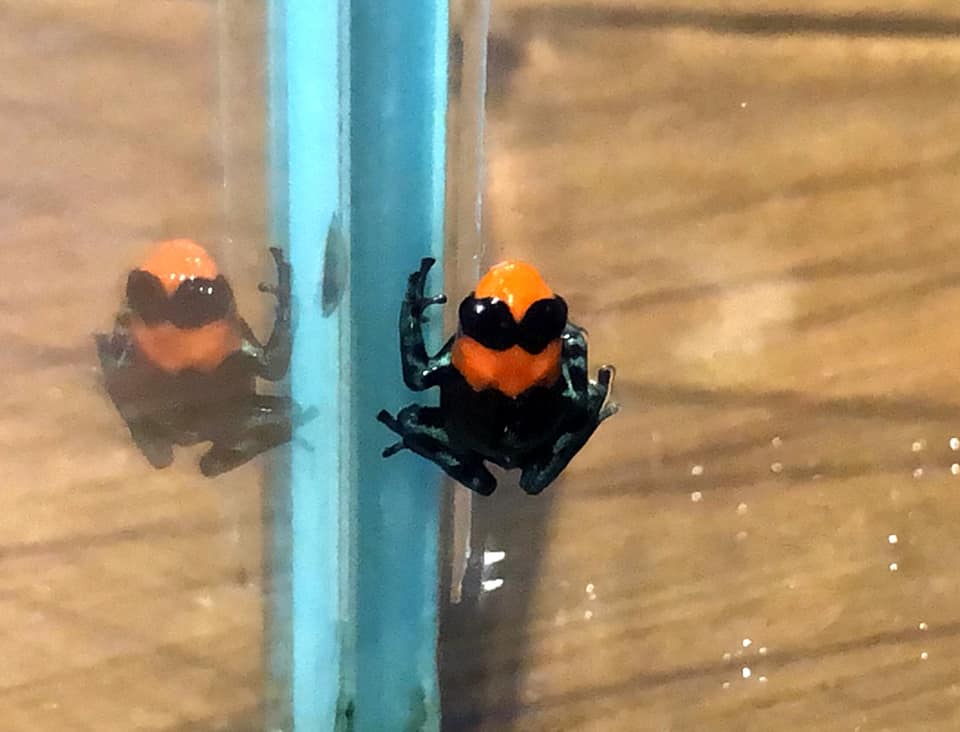 北市動物園再傳好消息，「火焰箭毒蛙」首次繁殖成功！(動物園提供)