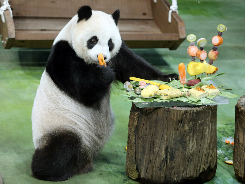 台北市立動物園6日舉行「大貓熊圓仔慶7歲生日派對」，園方特別準備豐富的生日大餐給「圓仔」享用，以7種台灣小吃為主題設計生日蛋糕，主要食材為「圓仔」愛吃的紅蘿蔔等。(圖：中央社)