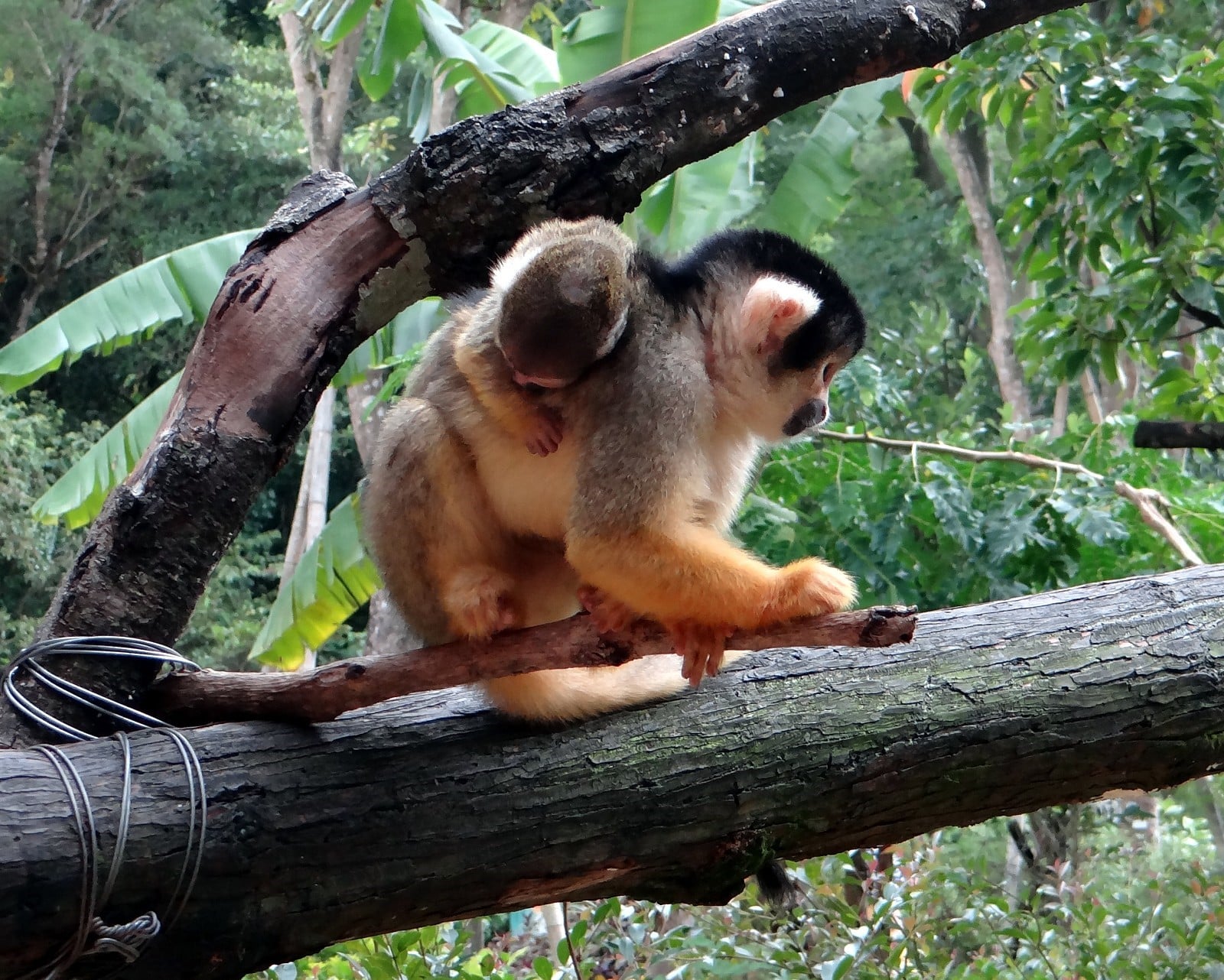 動物園喜事不斷，黑冠松鼠猴添「新生力軍」。(台北市立動物園提供)