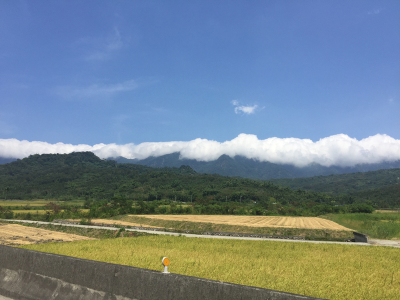 農委會：明年水稻若停灌，估占一期稻作面積近半。 (圖:中央社)