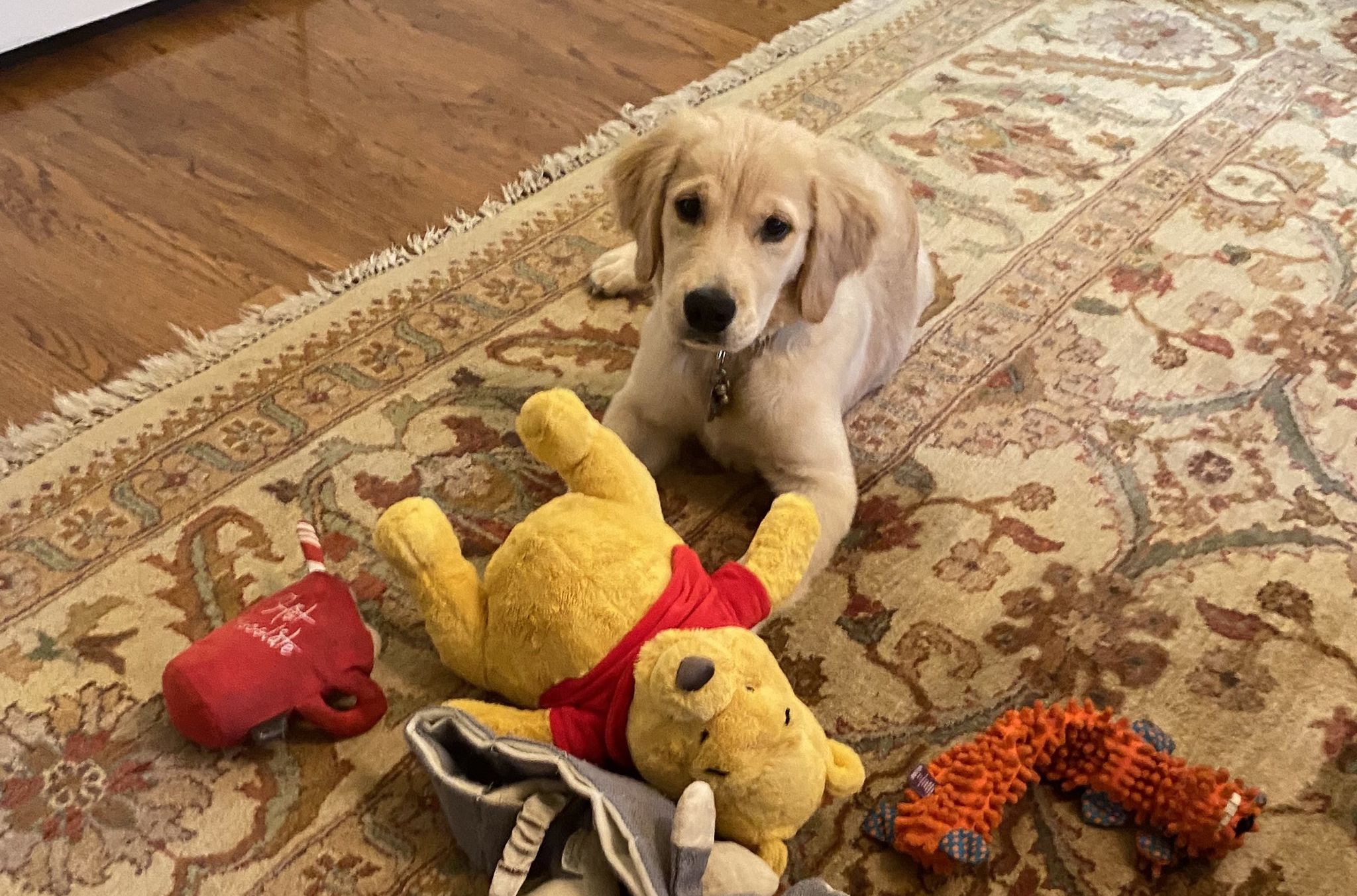 美國國務卿蓬佩奧日前在推特上公布他的愛犬「默瑟」(Mercer)的照片，引發熱議。 (圖:蓬佩奧推特)